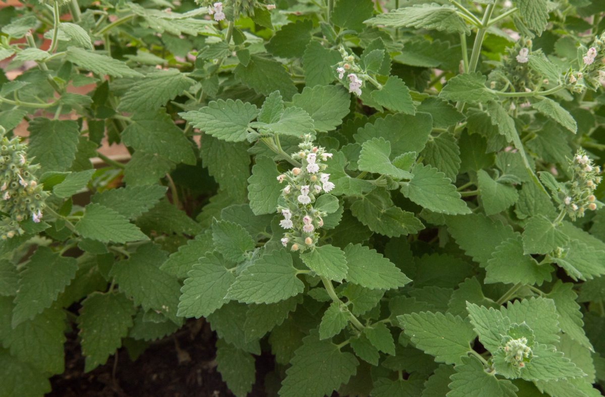 Catnip (Nepeta cataria) with flowers garden plant in Montana